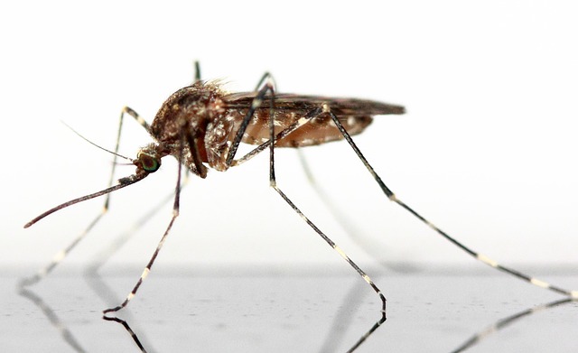 Metody walki z problemami szkodników